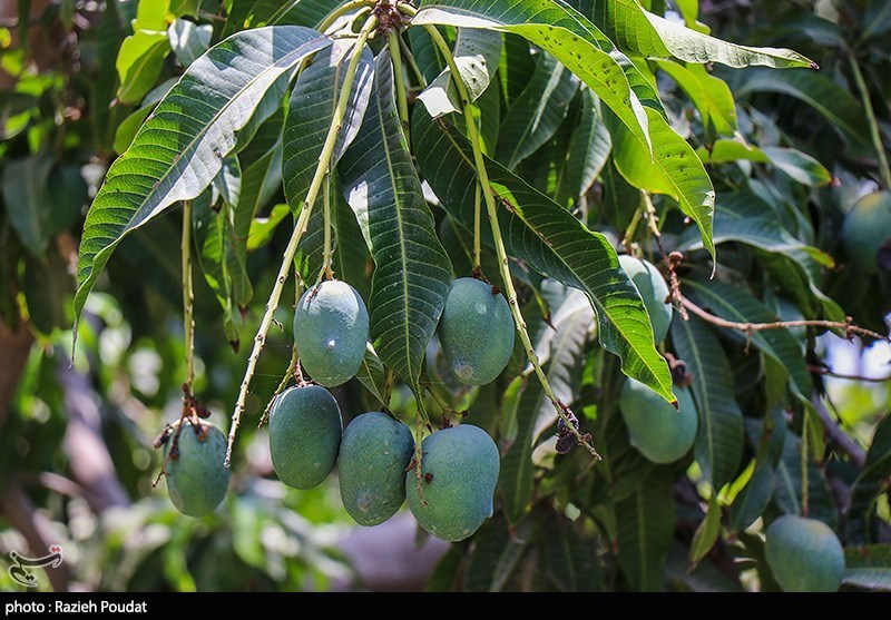 تصاویری جالب از برداشت انبه کال در "میناب"