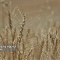 پیش بینی تولید ۱۵۰ هزار تن گندم در شمال استان اردبیل