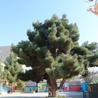درختی با قدمت ۱۳۰ سال در دل یکی از مدارس بجنورد