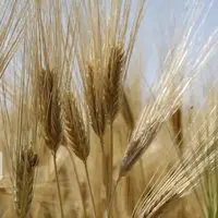 خرید تضمینی ۱۷ هزار تن گندم در استان سمنان