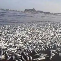 هشدار انصارالله نسبت به دفن زباله‌های هسته‌ای عربستان در یمن
