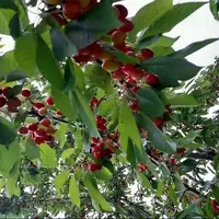 برداشت گیلاس از باغ‌های استان اردبیل آغاز شد