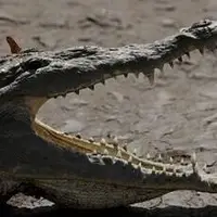 برای اولین‌بار در جهان، بکرزایی یک تمساح در کاستاریکا به ثبت رسید