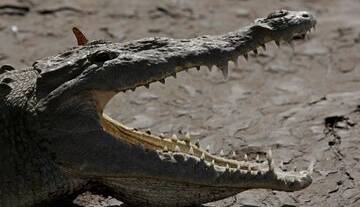 برای اولین‌بار در جهان، بکرزایی یک تمساح در کاستاریکا به ثبت رسید