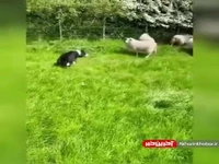 مصائب سگ گله در جمع آوری گوسفندان