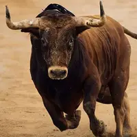 حمله مرگبار یک گاو وحشی به ماتادور اسپانیایی