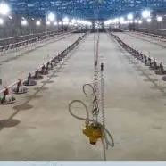 افتتاح یک واحد صنعتی پرورش مرغ گوشتی در بزمان