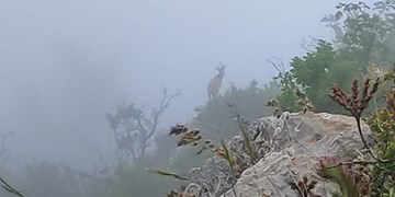 ویدئو/ ثبت تصویر بُز کوهی در ارتفاعات مازندران