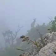 ویدئو/ ثبت تصویر بُز کوهی در ارتفاعات مازندران
