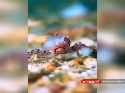 خرچنگ بوکسور ساکن جزایر مارشال!