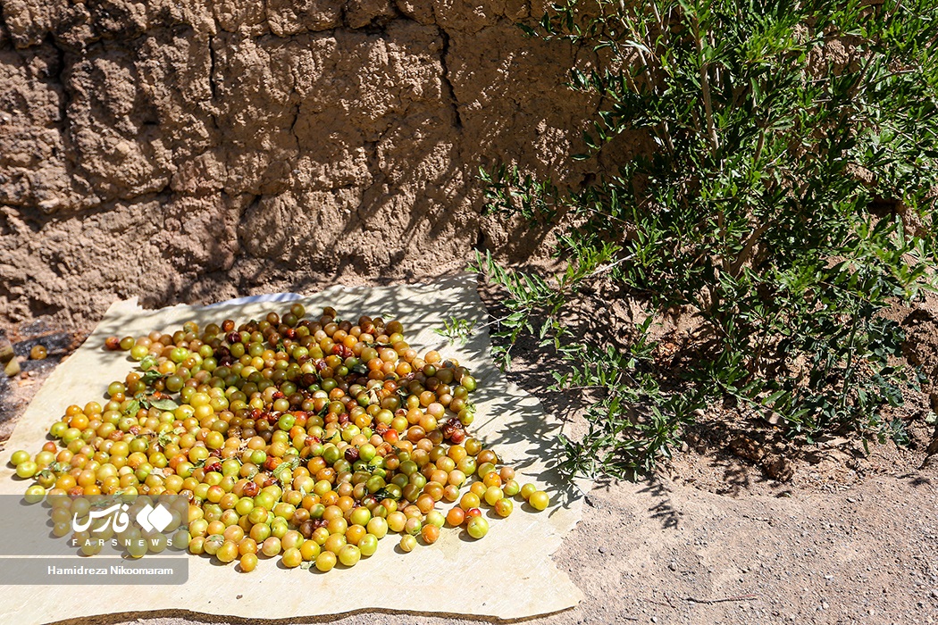 عکس/ برداشت میوه‌های تابستانی از باغات گلدشت اصفهان