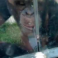 نقشه باورنکردنی شامپانزه برای خوردن نوشابه با نی از پشت حفاظ شیشه‌ای!