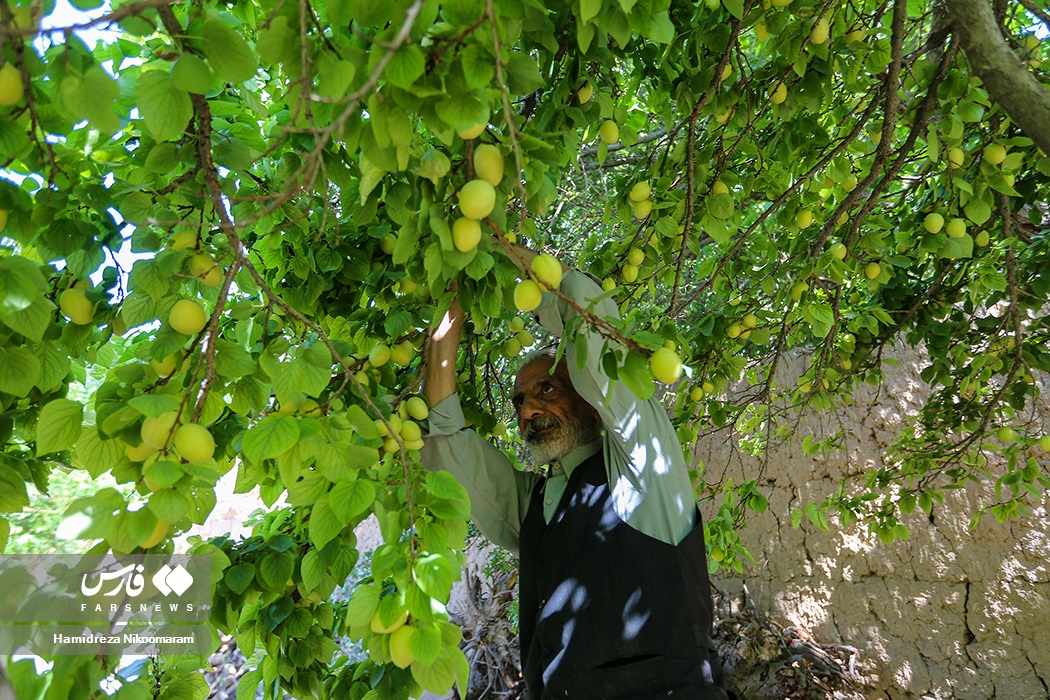 عکس/ برداشت میوه‌های تابستانی از باغات گلدشت اصفهان