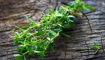 با این گیاه خوش‌عطر و طعم نفخ معده و روده را درمان کنید