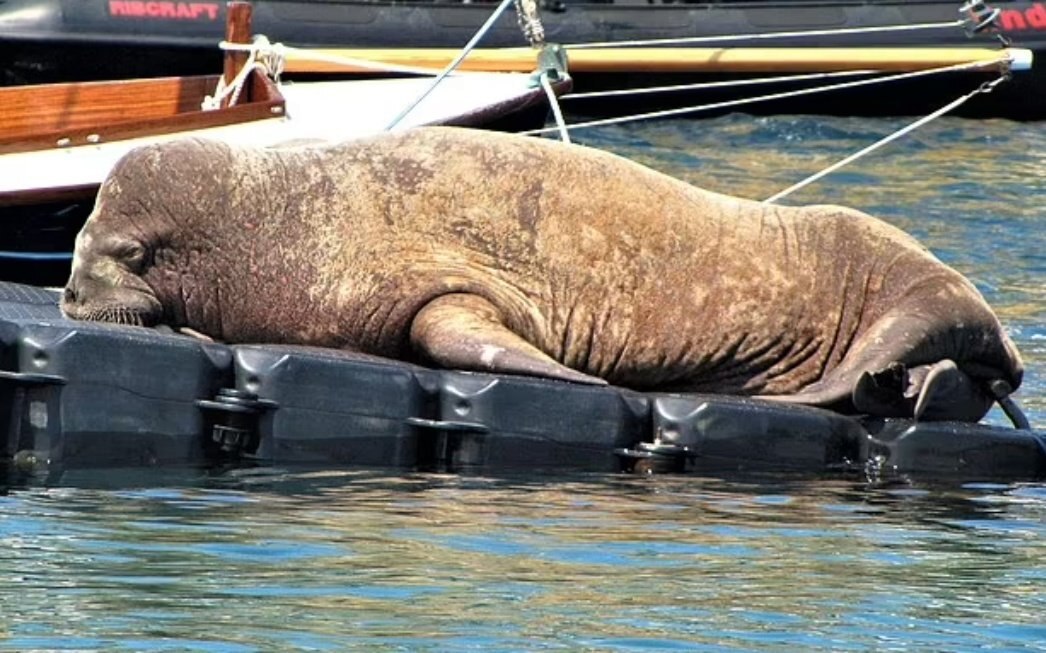 شیر دریایی غول پیکر در حال بازگشت به اقیانوس!