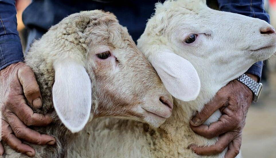 ذبح دام روز عید قربان در کشتارگاه‌های قزوین رایگان شد