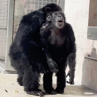 هیجان‌زدگی شامپانزه رها شده از اسارت با دیدن دوستانش