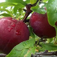 افزایش برداشت میوه‌های تابستانی در استان فارس