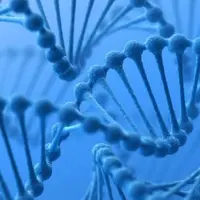 حرکات DNA چگونه بر فعالیت یک ژن تاثیر می گذارد؟  