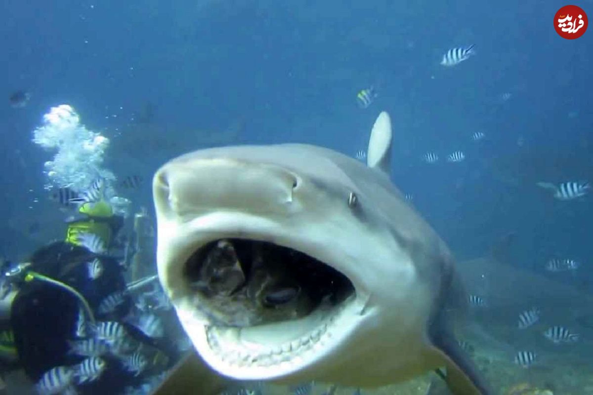 کوسه سه متری، ماهی را از دست غواص گرفت و بلعید!
