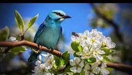 موسیقی بیکلام با ترکیب‌ آب، پیانو و صدای پرنده ها