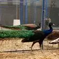 مشاهده طاووس بومی هندوستان در اولنگ شاهرود!