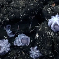 کشف «مهدکودک اختاپوس‌ها» در اعماق دریا