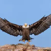 کله پا شدن عقاب طمع‌کار در شکار بز کوهی