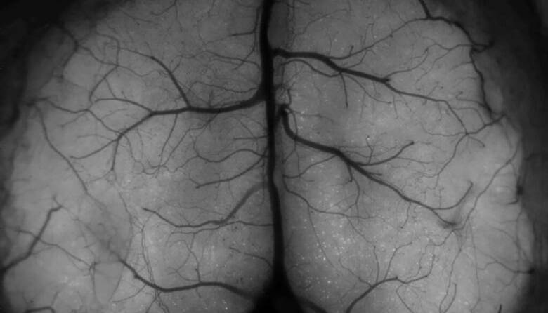 نحوه تشکیل خاطرات در مغز ثبت می شود