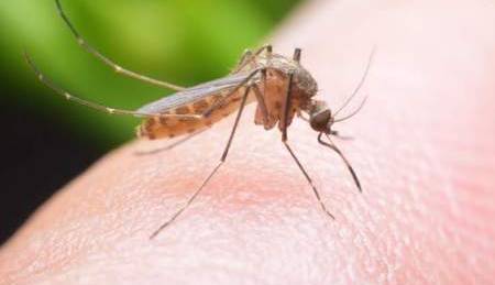 چه کسانی «آهنربای پشه» هستند؟ چه کسانی «آهنربای پشه» هستند؟