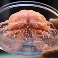 تولید مغزهای مینیاتوری در آزمایشگاه بدون نیاز به سلول‌های حیوانی  