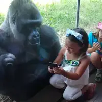گوناگون/ واکنش گوریل‌های باغ‌وحش به تصاویر ویدیویی