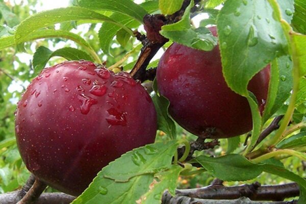 برداشت ۱۰۰ هزار تن میوه تابستانی در استان فارس