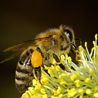 لحظه زنده‌شدن زنبور عسل یخ‌زده با حرارت نفس!