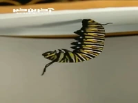 تایم‌لپس حیرت‌انگیز تبدیل‌شدن کرم کاترپیلار به پروانه