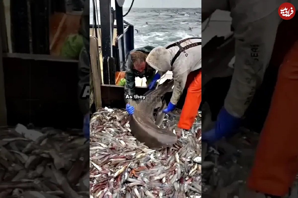 کوسه حریصی که از ماهی‌های صید شده هم دل نمی‌کند!