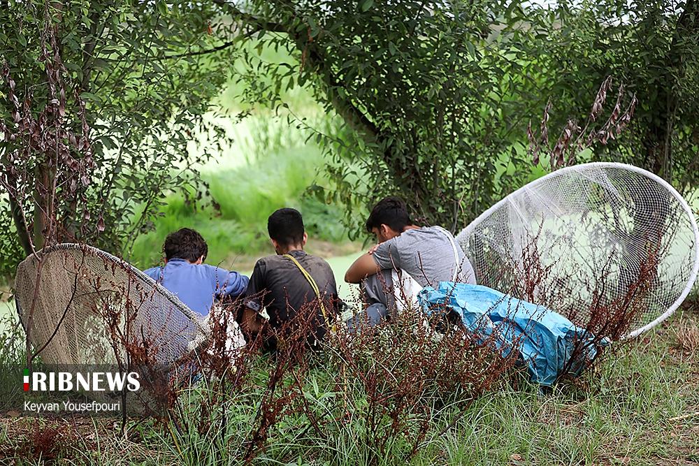 عکس/ مراسم قرق شکنی در روستای بیشه سر بابل