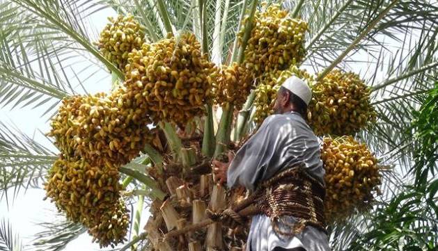 آغاز برداشت رطب در بستک