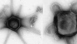 کشف ویروس‌های غول‌پیکر ترسناکی که بازو و دم دارند