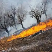 آتش بر جان 1/5 هکتار از منطقه نردبانی زمان صوفی افتاد