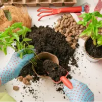 نکات مهم درباره کود مناسب گیاهان آپارتمانی