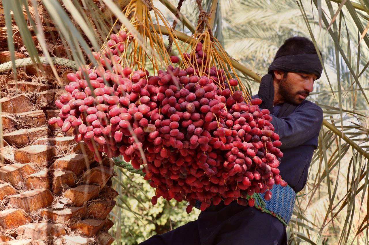 برداشت خرما در بم