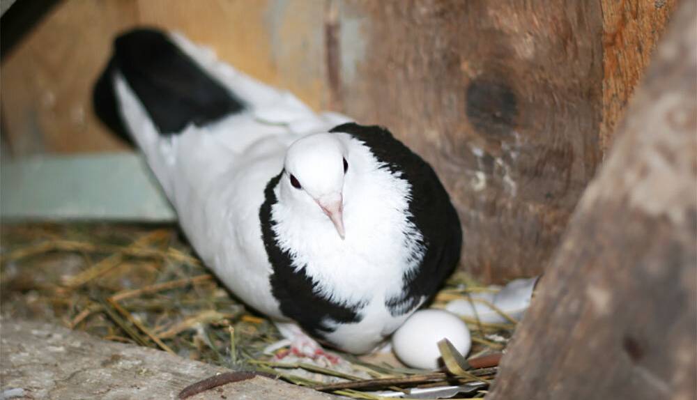 خوردن تخم کبوتر زبان کودک را واقعا باز می‌کند؟