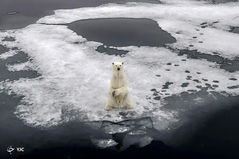 آب شدن یخ ها در نروژ و آسیب به حیات جانوران