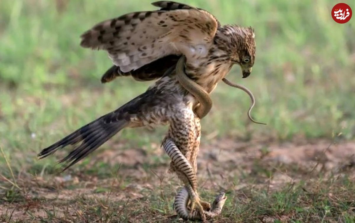 ماری که شاهین شکار کرد!