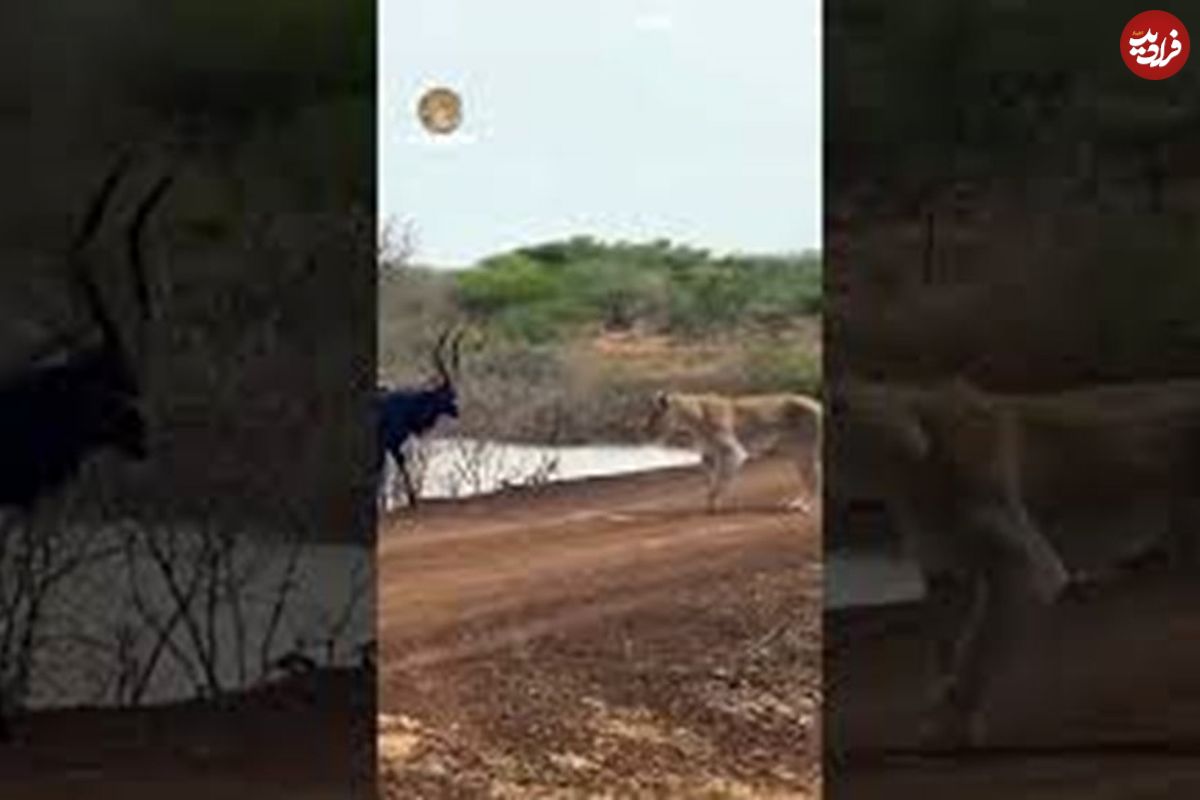 نجات معجزه آسای گوزن از آرواره‌های تمساح و چنگال شیر