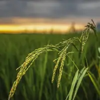 برداشت برنج از ۳۰ درصد شالیزار‌های گیلان