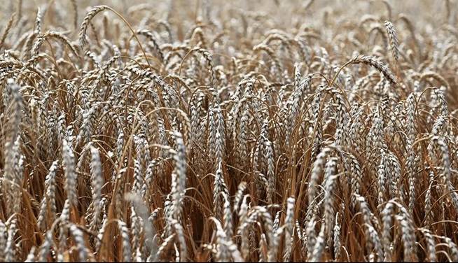 روسیه: به دنبال جایگزین برای توافق غلات هستیم