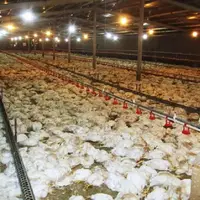 3400 قطعه مرغ گوشتی در سلسله تلف شد