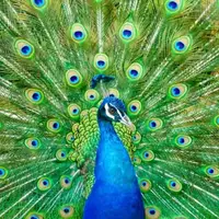 وقتی طاووس دم زیبای خود را تکان می‌دهد